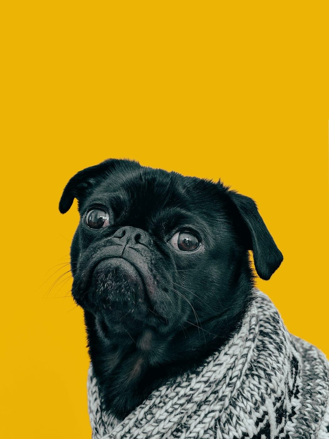 Frida dentro de una publicación
